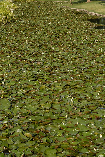 Suan Luang-JUN14-070